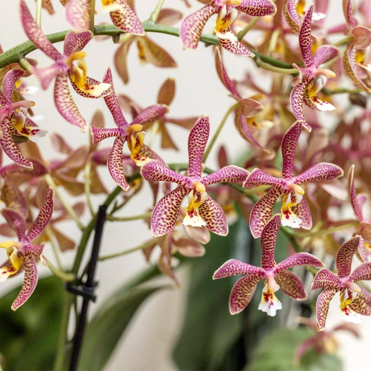 Phalaenopsis Yaphon Pink Lady