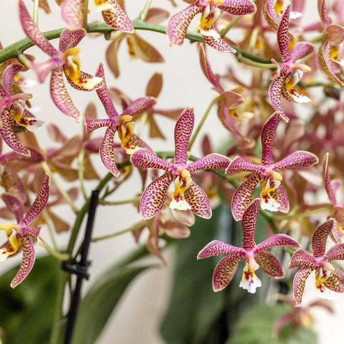 Phalaenopsis Yaphon Pink Lady - silver leaves
