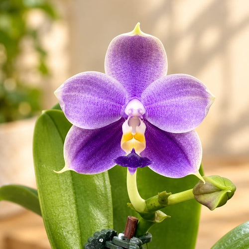 Phalaenopsis Yaphon All Friends