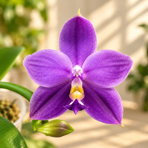 Phalaenopsis Yaphon All Friends