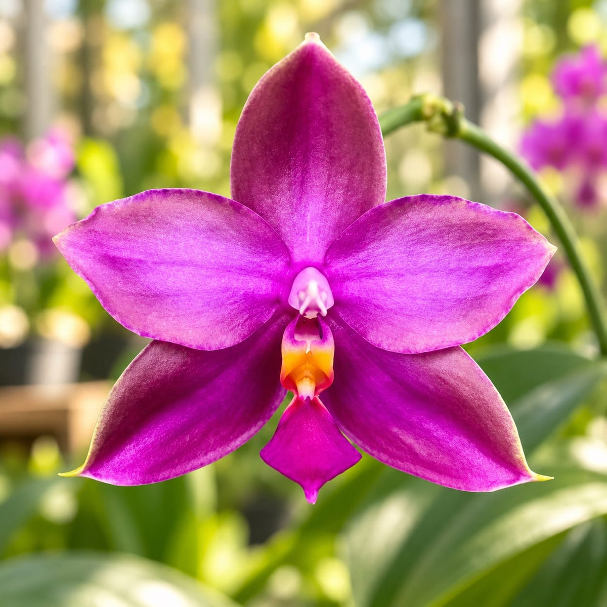 Phalaenopsis Yaphon Rich Woman '235'