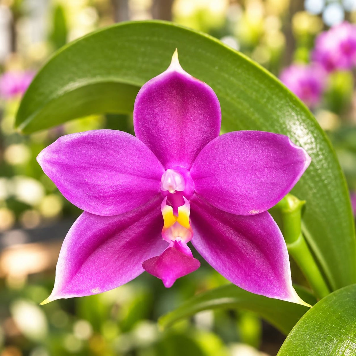 Phalaenopsis Yaphon Rich Woman '235'