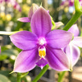 Phalaenopsis Yaphon Rich Woman '235'