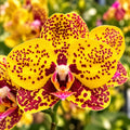 Phalaenopsis Yellow Sand