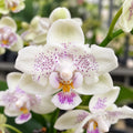 Phalaenopsis Younghome Lucky Star '0020' (peloric)
