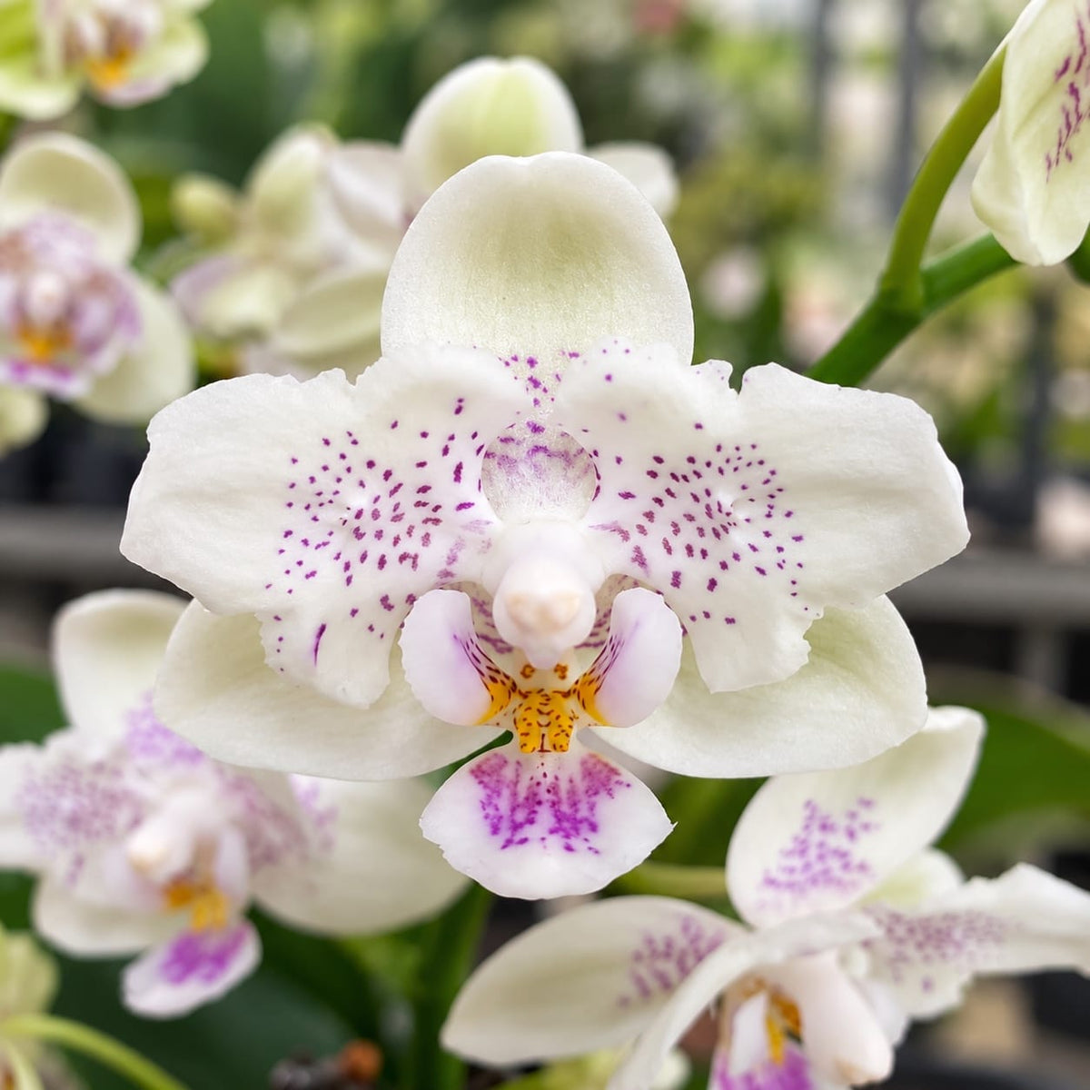 Phalaenopsis Younghome Lucky Star '0020' (peloric)