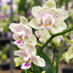 Phalaenopsis Younghome Lucky Star '0020' (peloric)