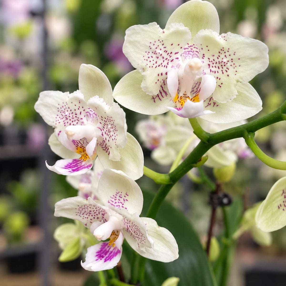 Phalaenopsis Younghome Lucky Star '0020' (peloric)