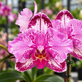 Phalaenopsis Younghome New York (peloric)