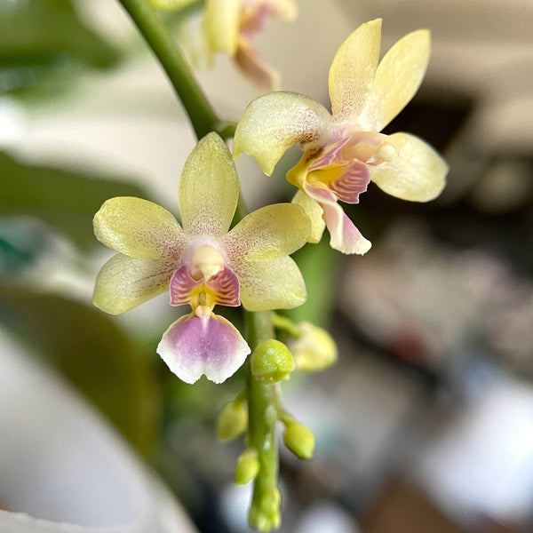 Phalaenopsis deliciosa var. hookerianum