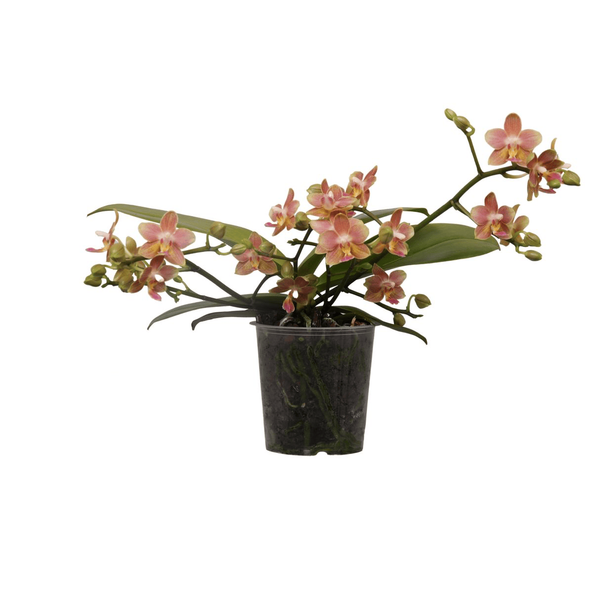 Phalaenopsis Tzu Chiang Balm (Lemon Spice)