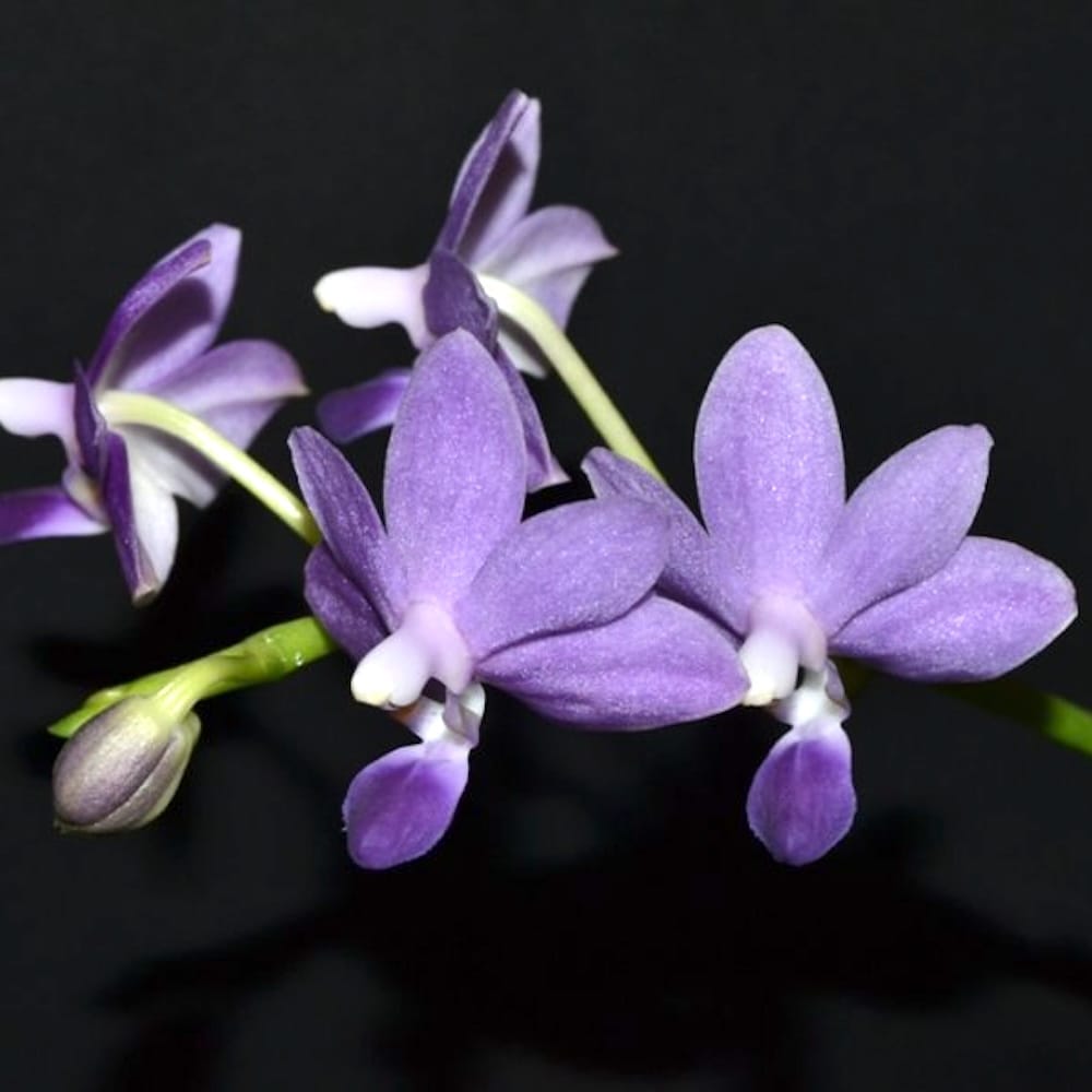 Phalaenopsis Purple Martin var. blue