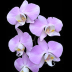Phalaenopsis sanderiana (silver leaves)