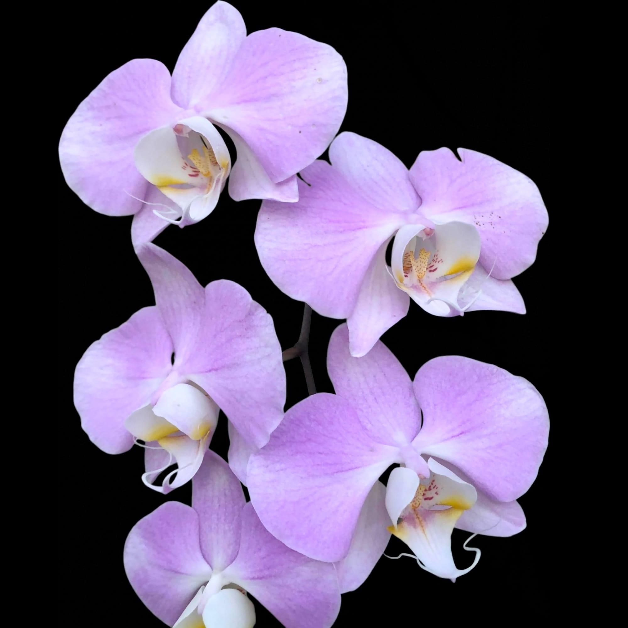 Phalaenopsis sanderiana (silver leaves)