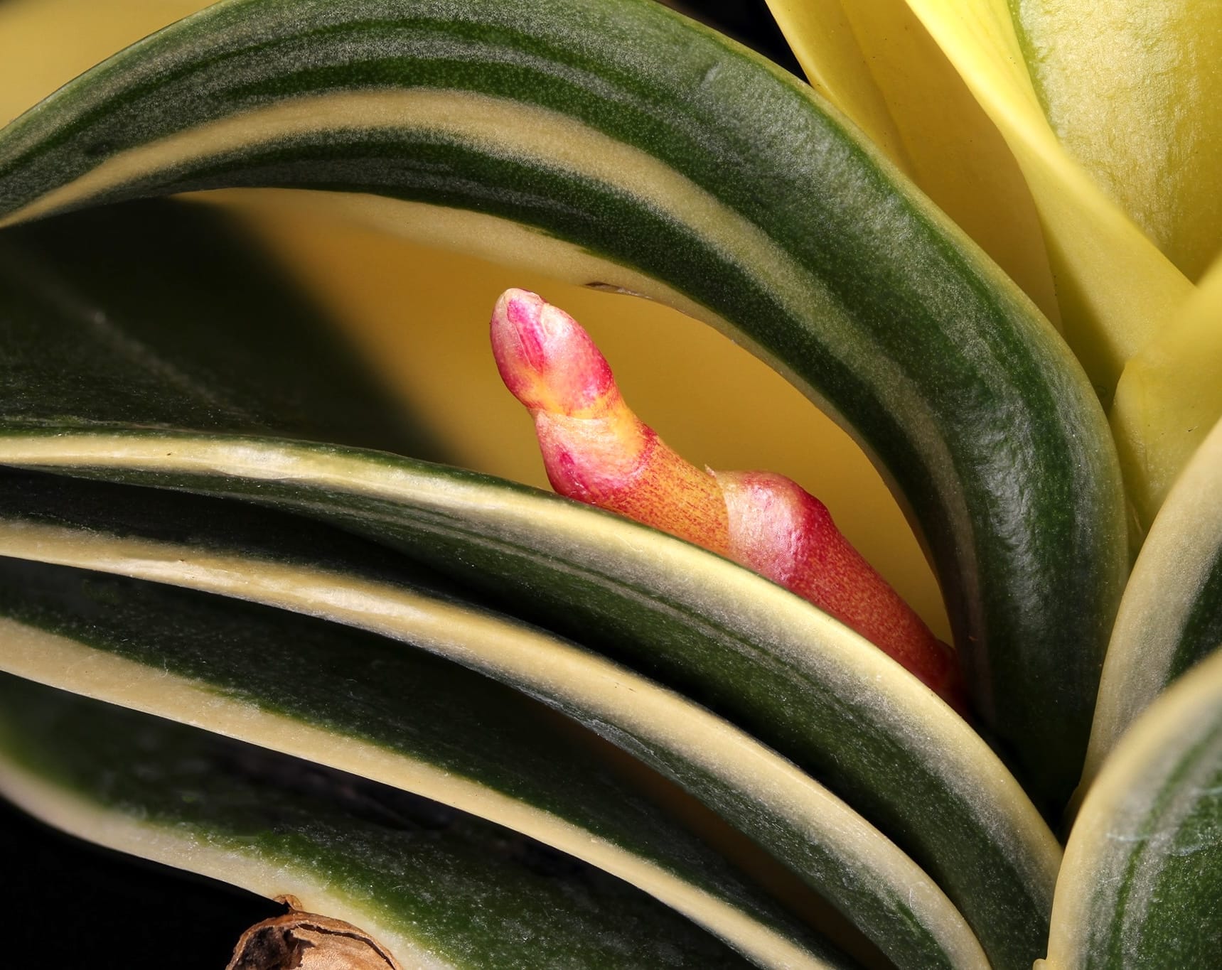 Phalaenopsis Sogo Vivien 'SOGO F858' (variegata & peloric)