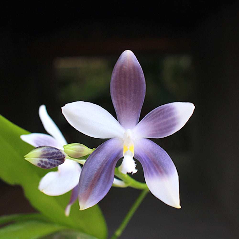 Phalaenopsis tetraspis 'Blue'