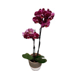 Phalaenopsis 'Limited #44'