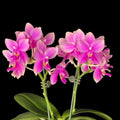 Phalaenopsis Formosa Sweet Memory (Timothy Christopher × bellina)