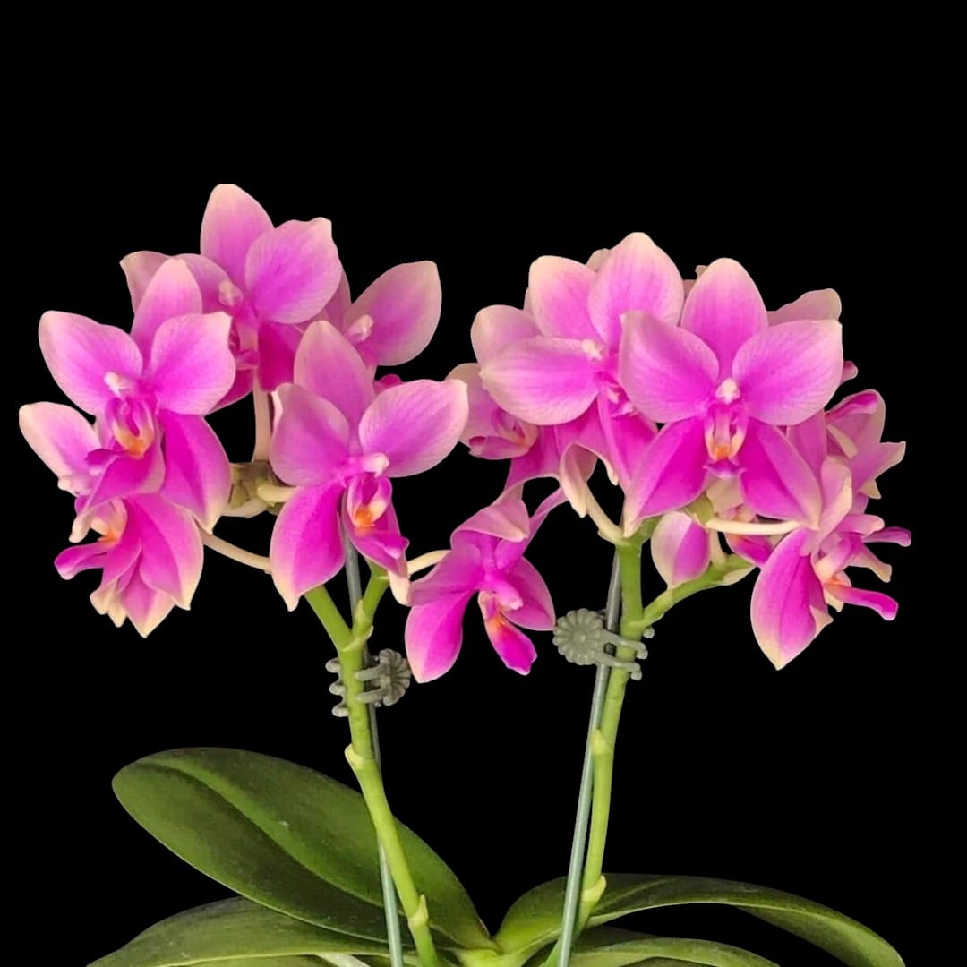 Phalaenopsis Formosa Sweet Memory (Timothy Christopher × bellina)