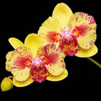 Phalaenopsis Fangmei A Hot (peloric)