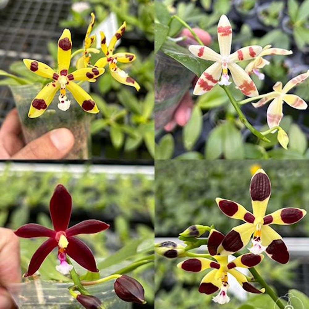 Phalaenopsis mannii var. black × tetraspis - geurende bloemen