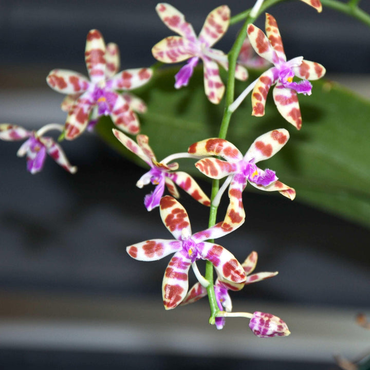 Phalaenopsis mariae