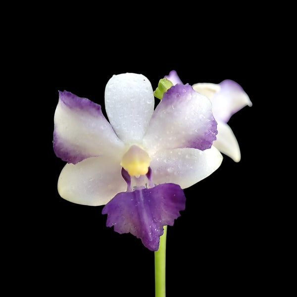 Phalaenopsis pulcherrima var. coerulea 'Splash'