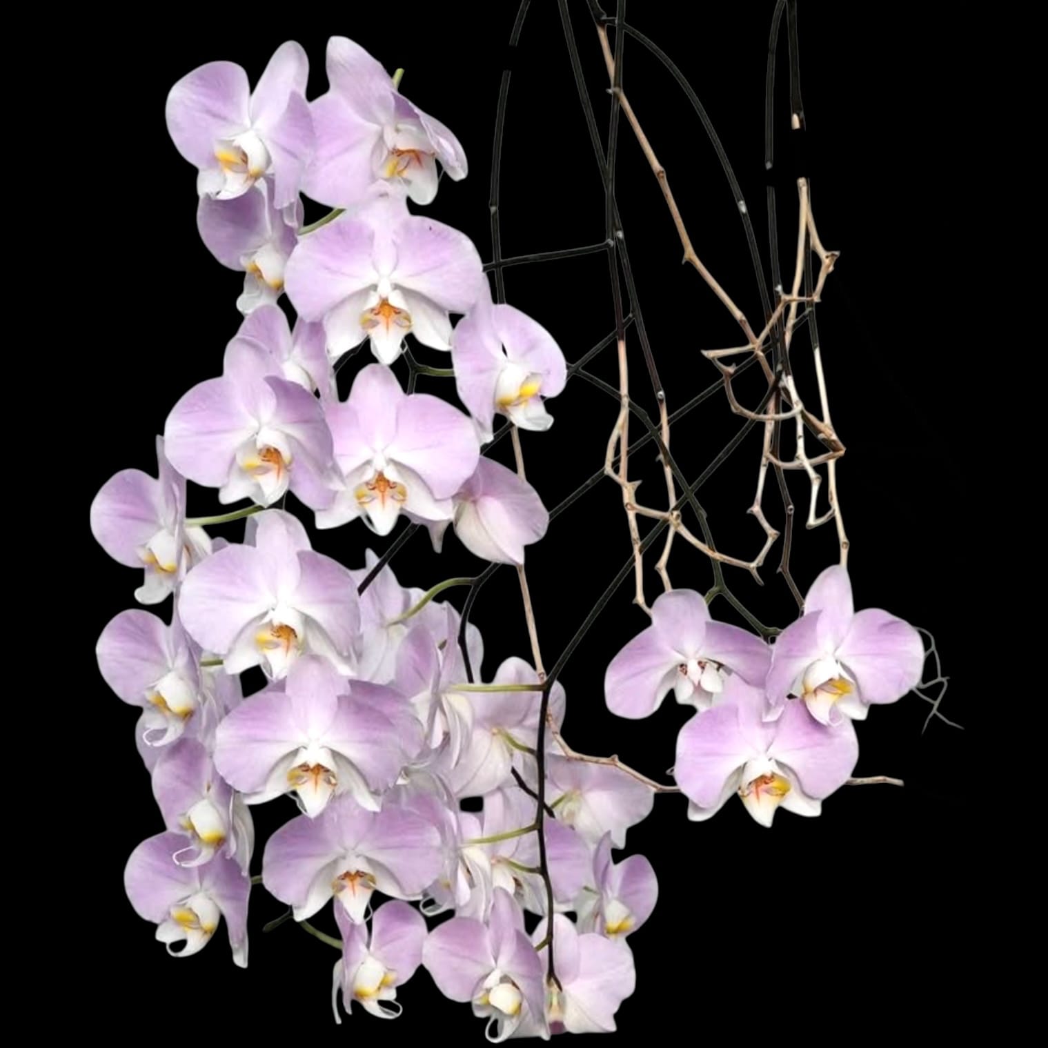 Phalaenopsis sanderiana (silver leaves)