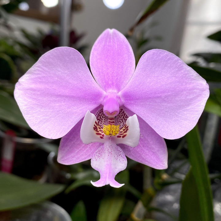 Phalaenopsis schilleriana 'Pink Butterfly'