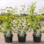 Philadelphus 'Minnesota Snowflake' (Mock Orange) - Iasomie parfumata cu floare dubla