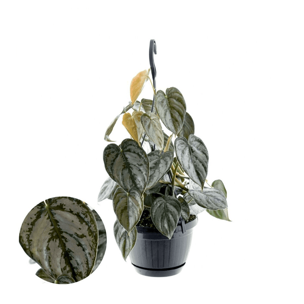 Philodendron brandtianum (Silver Leaf Philodendron)