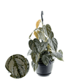 Philodendron brandtianum (Silver Leaf Philodendron)