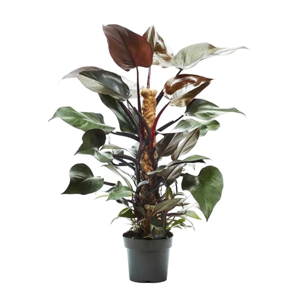 philodendron erubescens royal queen Philodendron erubescens 'Royal Queen' (New Red)