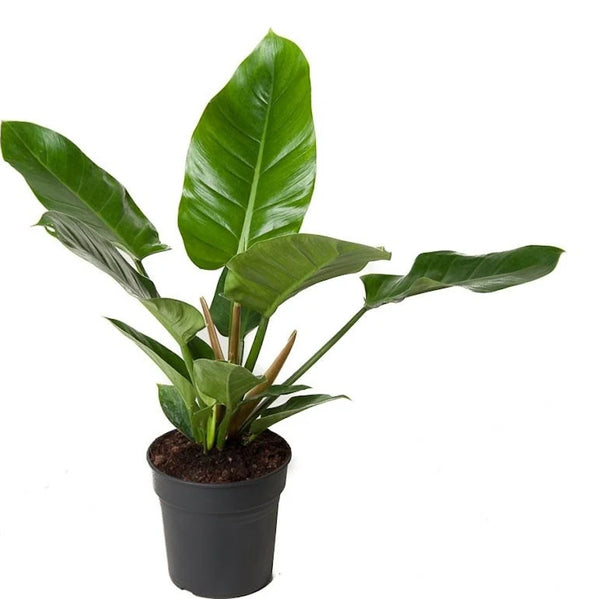 Philodendron 'Imperial Green' D12/14