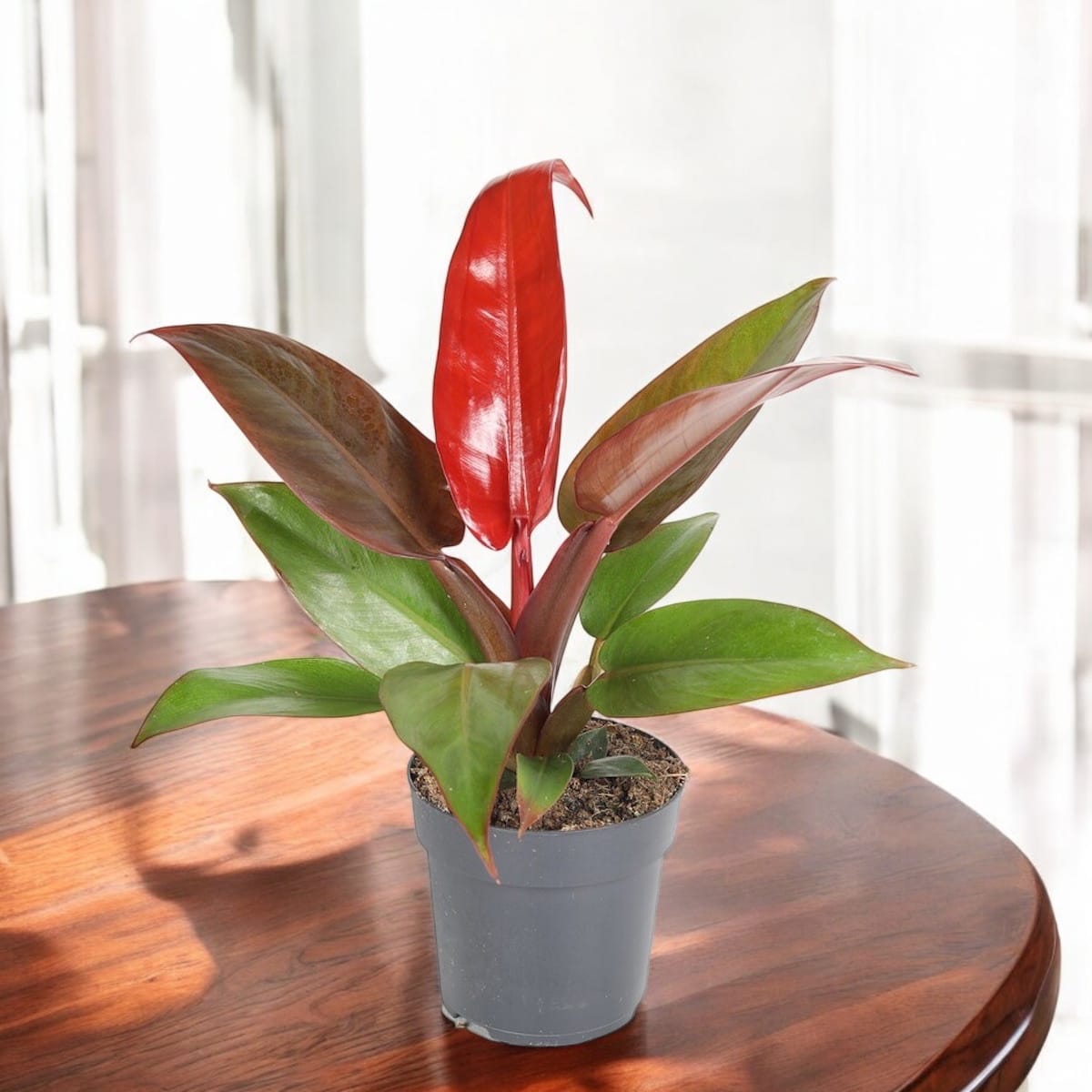 philodendron red secret Philodendron Rote Sonne – Secret Garden Plant Shop