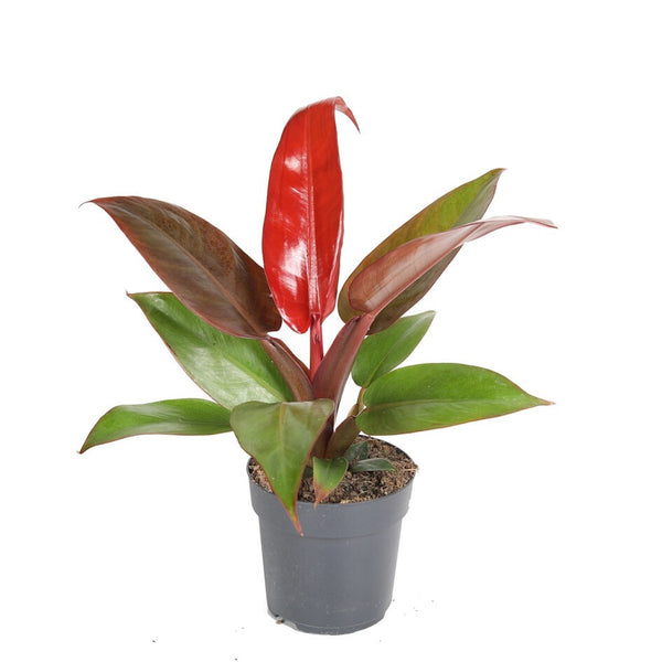 Philodendron Rote Sonne