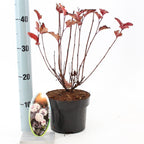 Physocarpus opulifolius 'Red Baron' (Deveterolist)