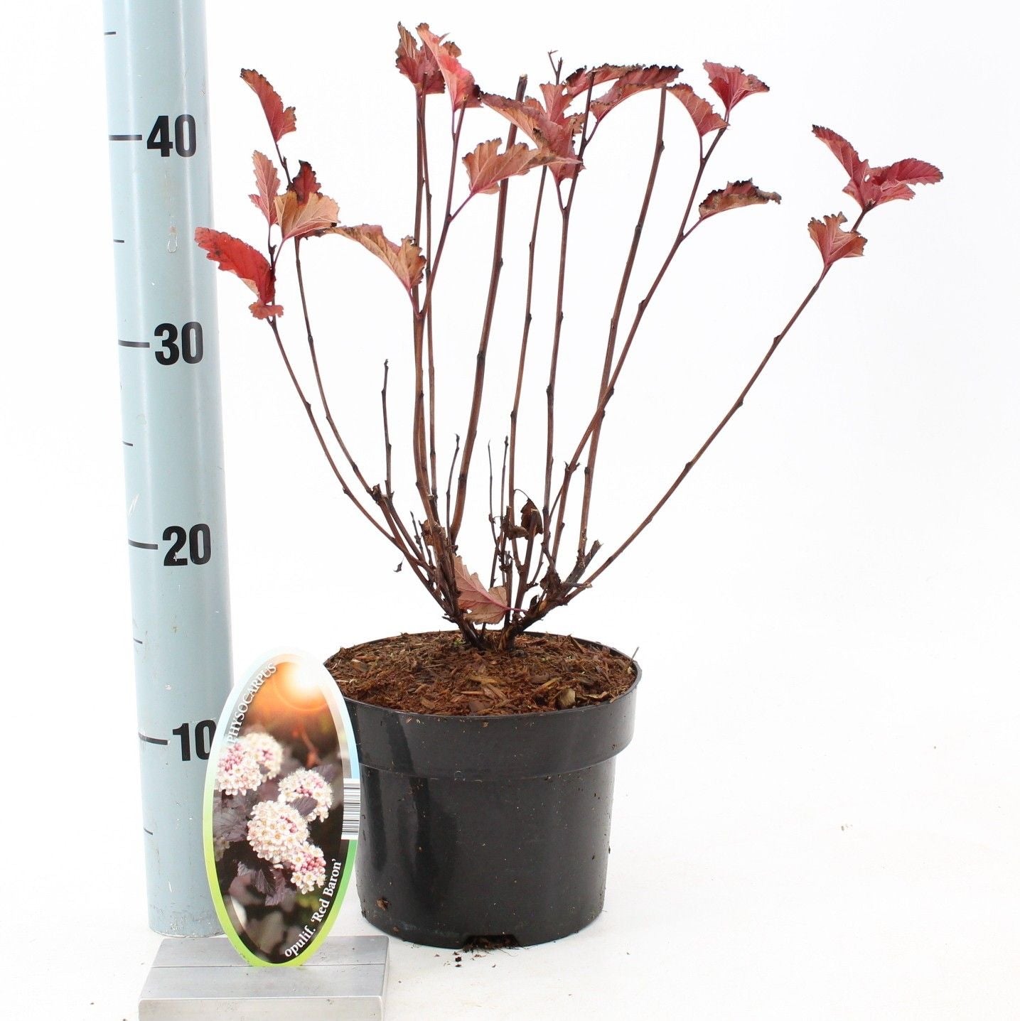 Physocarpus opulifolius 'Red Baron' (Deveterolist)