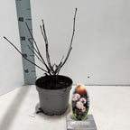 Physocarpus opulifolius 'Red Baron' (Deveterolist)