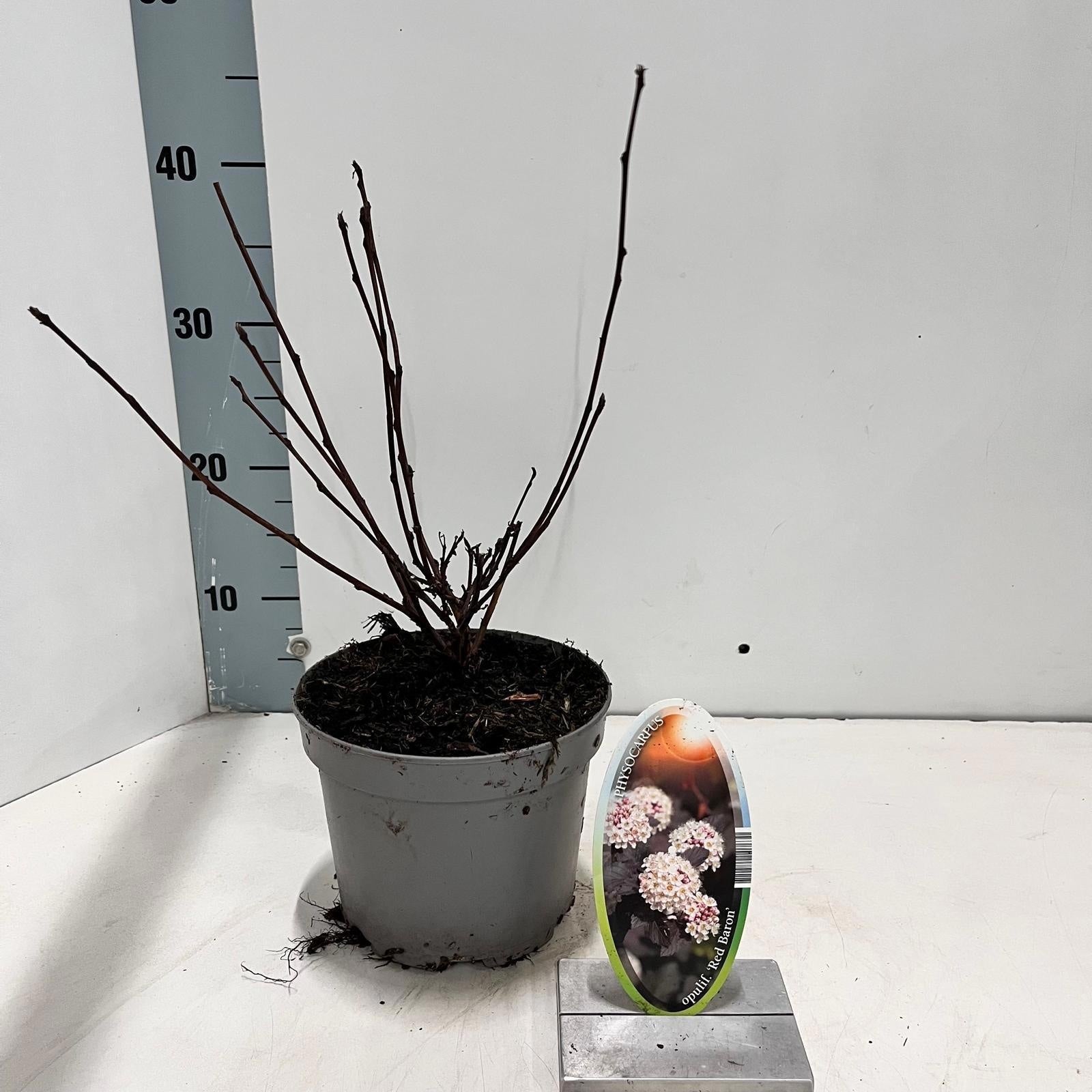 Physocarpus opulifolius 'Red Baron' (Deveterolist)