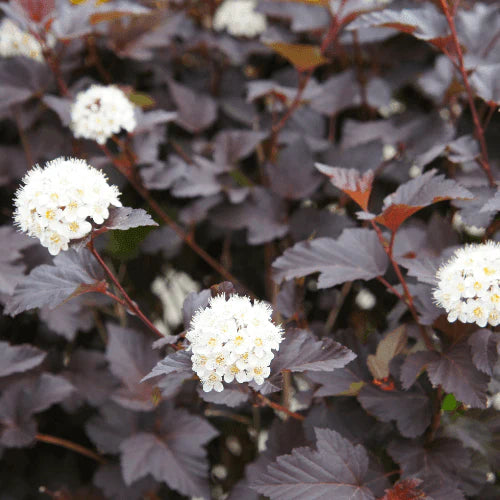 Physocarpus opulifolius ‘All Black’ – arbust decorativ cu frunzis negru intens