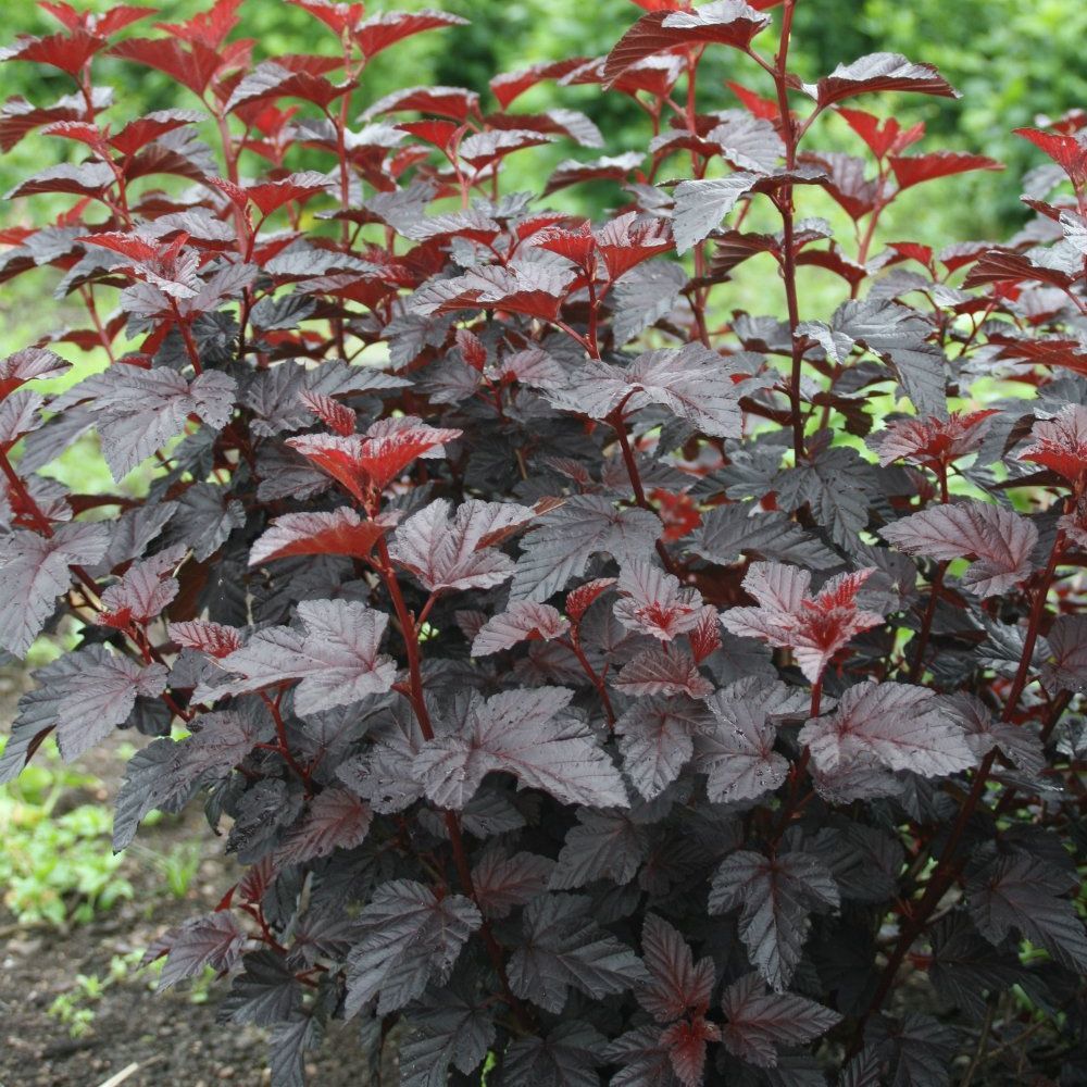 Physocarpus opulifolius ‘All Black’ – arbust decorativ cu frunzis negru intens