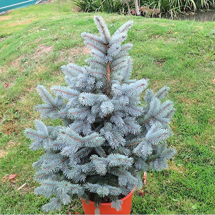 Picea pungens 'Super Blue'