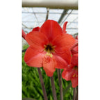Amaryllis Pink Garden (többvirágú)
