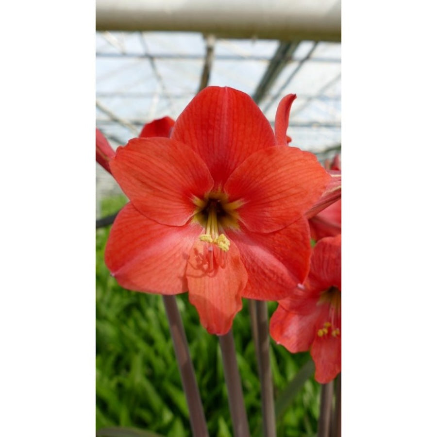 Amaryllis Pink Garden (multiflower)