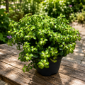 Pittosporum tenuifolium ‚Gold Star‘ – stálezelený keř se zlato panašovanými listy