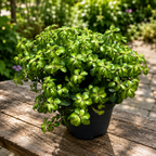Pittosporum tenuifolium „Gold Star“ – immergrüner Strauch mit goldfarben panaschiertem Laub