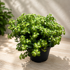 Pittosporum tenuifolium „Gold Star“ – immergrüner Strauch mit goldfarben panaschiertem Laub