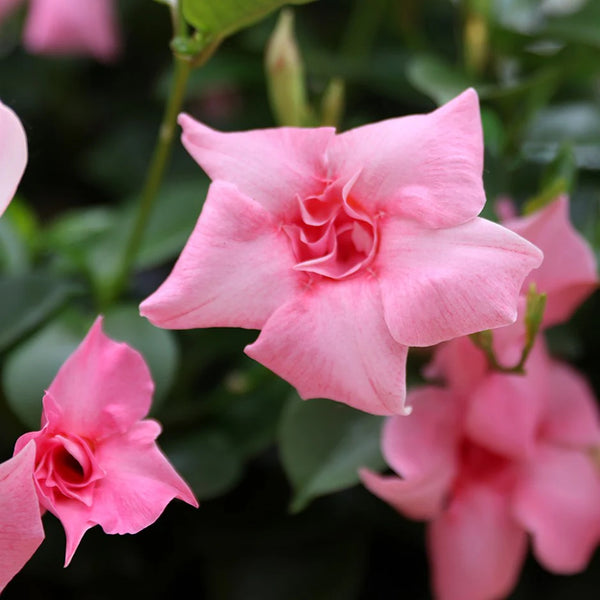 Mandevilla Sundaville® Double Blush Pink (double flowers, fragrant)