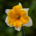 Narcissus incomparabilis 'Orangery' - narcise impresionante cu flori mari parfumate